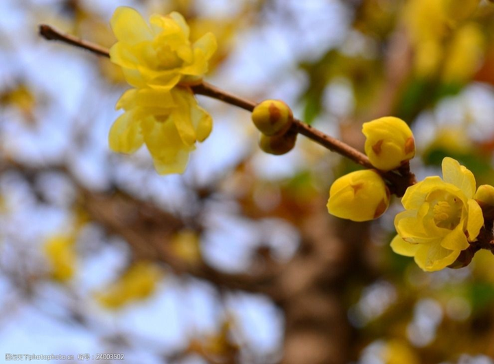 歲末時(shí)節(jié)百花盡，獨(dú)見蠟梅寒中香---感悟冬季蓉城“梅香”